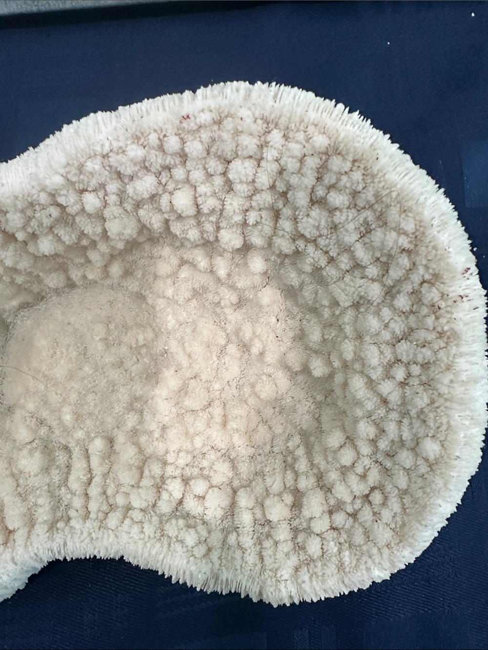 Large Piece of Coral - Picture 6 of 7